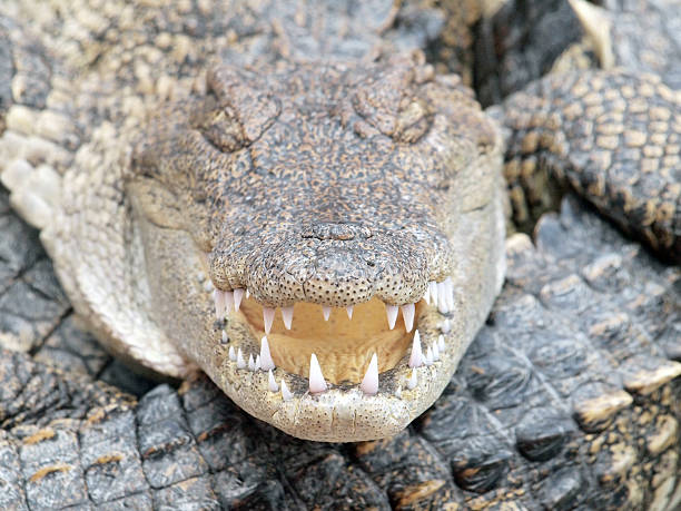 istock Crocodiles close up in Thailand 469574973