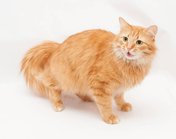 istock Fluffy cat with green eyes aggressively sizzles 469575101