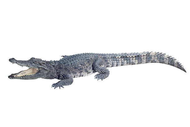 istock Wildlife crocodile open mouth isolated on white background 469575723