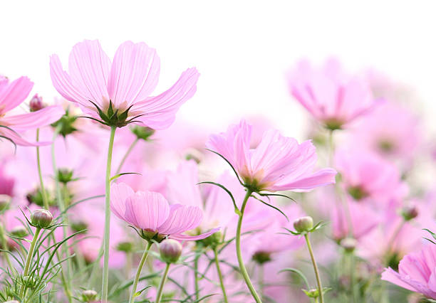 cosmos fiori, isolato su bianco - cosmea foto e immagini stock