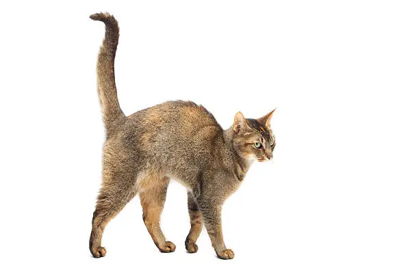 Photo of Purebred Abyssinian cat