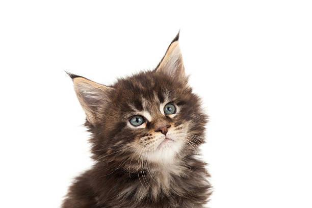 istock Cute Maine Coon kitten portrait 469576237