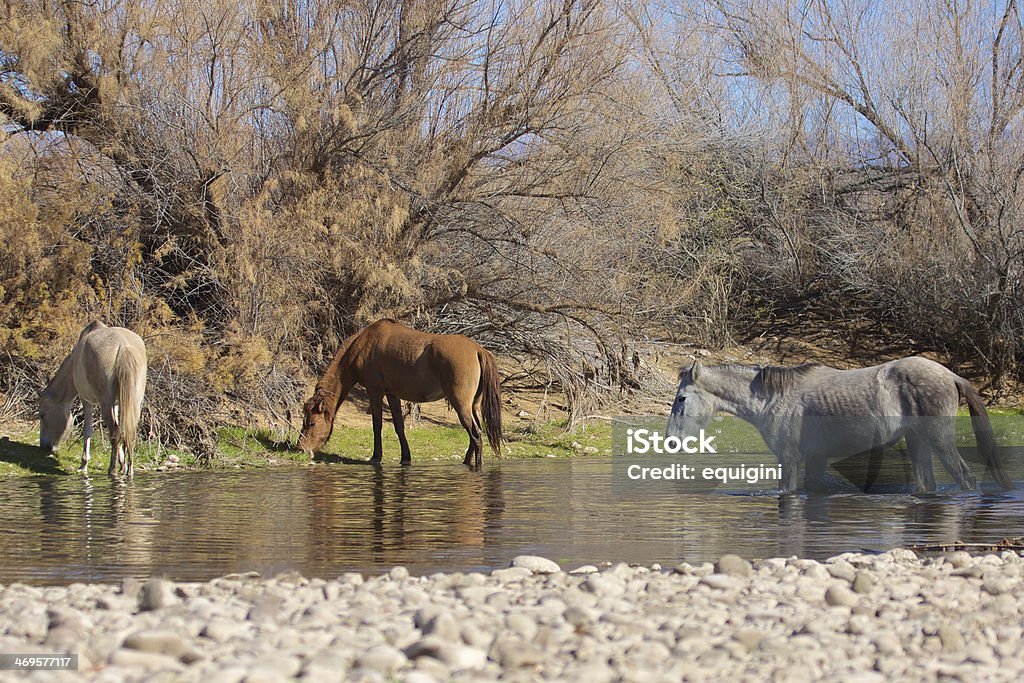 Wilde Pferde auf der Salt River, Arizona - Lizenzfrei Arizona Stock-Foto