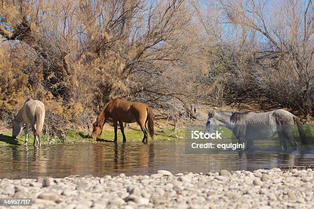 Wilde Pferde Auf Der Salt River Arizona Stockfoto und mehr Bilder von Arizona - Arizona, Fotografie, Horizontal