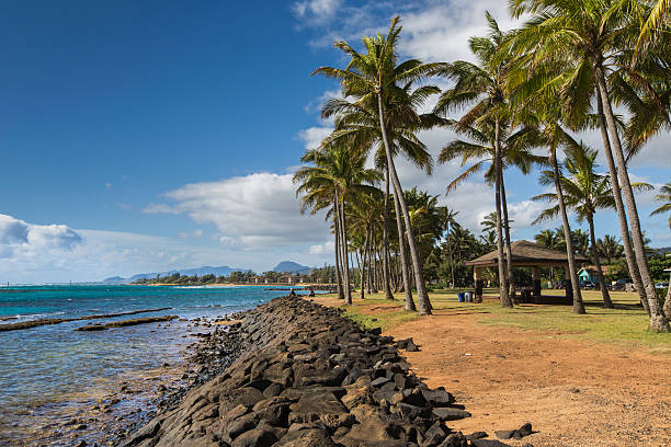 istock Coconut Palm tree on the sandy beach in Kapaa Hawaii 469577584