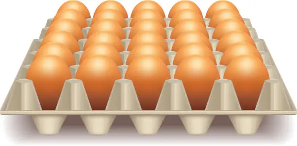 Vector illustration of Tray with eggs isolated on white vector