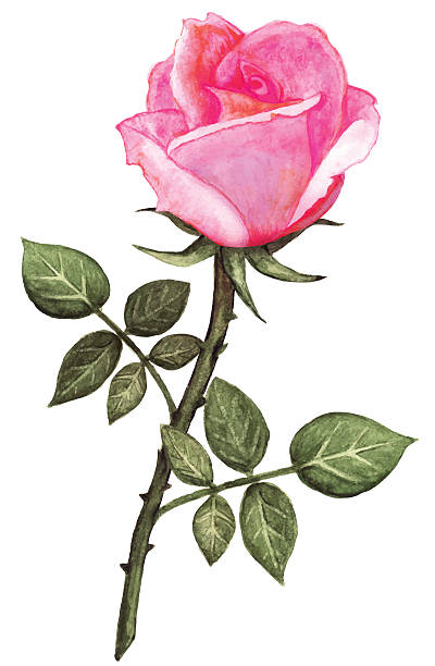 illustrations, cliparts, dessins animés et icônes de aquarelle fleur rose rose avec feuilles - rose single flower flower stem