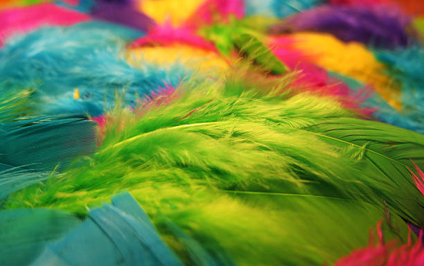 Colored feathers background green fluffy feather in a pile of feathers preening stock pictures, royalty-free photos & images