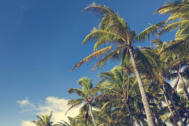 istock Coconut Palm tree on the sandy beach in Kapaa Hawaii 469577990