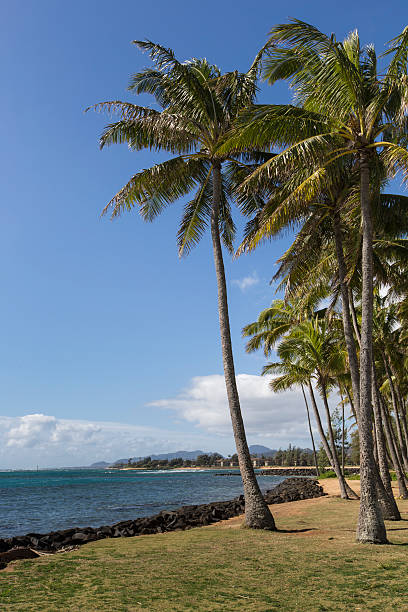 istock Coconut Palm tree on the sandy beach in Kapaa Hawaii 469578002