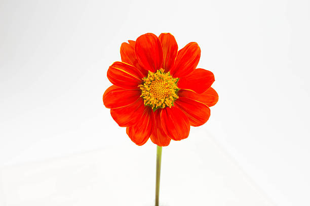 zínia flor - flower single flower orange gerbera daisy - fotografias e filmes do acervo