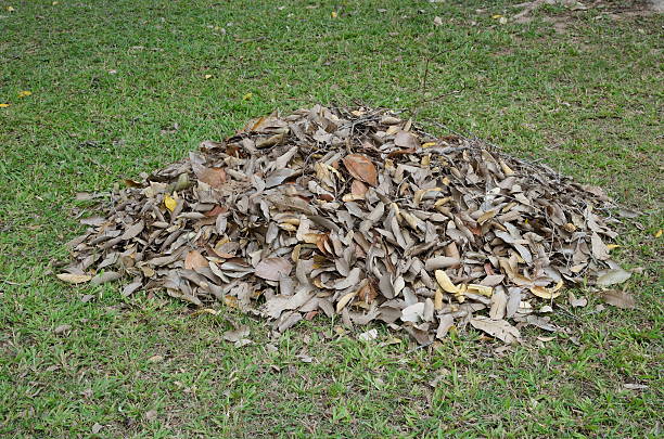pile of dry leaves