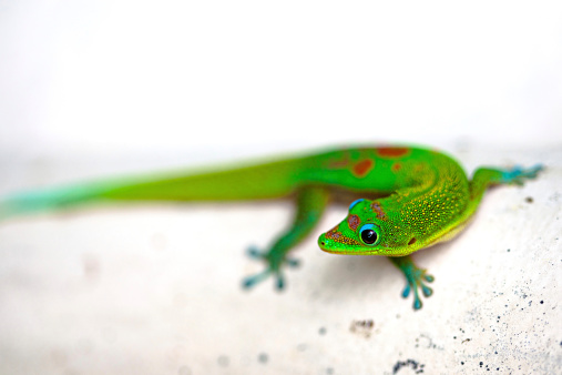 A green gecko on a wall in Hawaii.