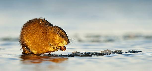 Eating muskrat The muskrat (Ondatra Zibethica) sits on a sunset sunlight. ondatra zibethicus stock pictures, royalty-free photos & images