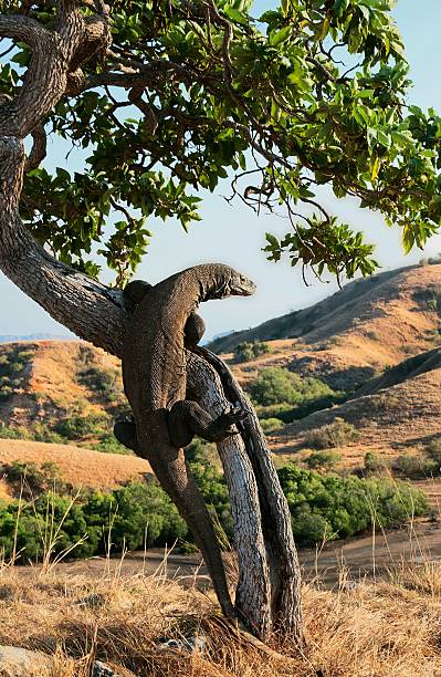 istock Komodo dragon, Varanus komodoensis 469579597