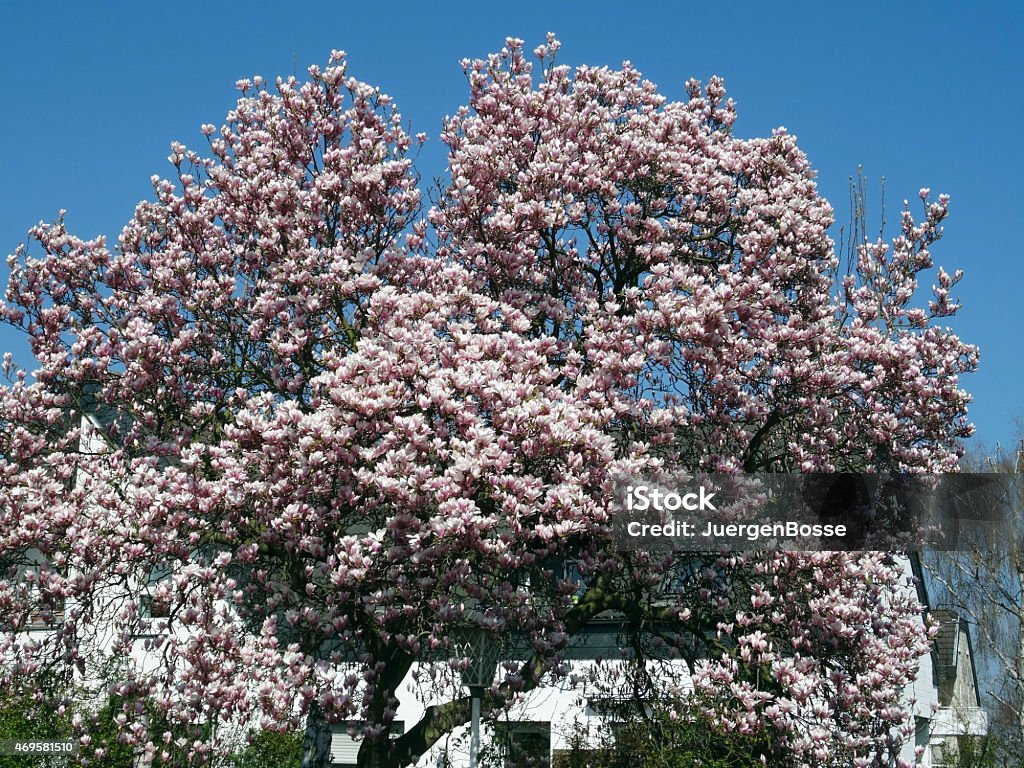 Magnolia Baum - Lizenzfrei 2015 Stock-Foto