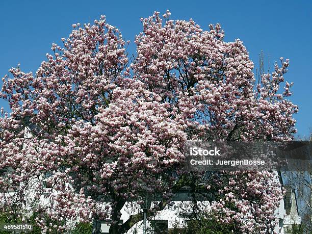 Magnolia Baum Stockfoto und mehr Bilder von 2015 - 2015, Baum, Baumblüte