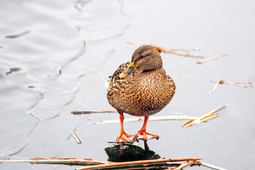 A picture of a female mallard standing on the frozen surface of a pond in the winter.