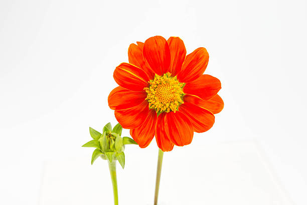 zínia flores de laranja - flower single flower orange gerbera daisy - fotografias e filmes do acervo