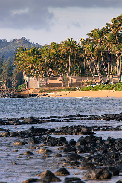 istock Coconut Palm tree on the sandy beach in Kapaa Hawaii 469584146