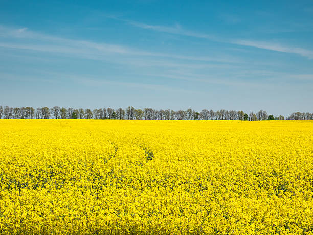 semillas oleaginosas de colza campo amarillo en el cielo azul de ucrania. - fossil fuel biology oilseed rape agriculture fotografías e imágenes de stock