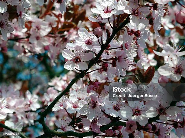 Cherry Blossoms Stockfoto und mehr Bilder von 2015 - 2015, Fotografie, Frühling