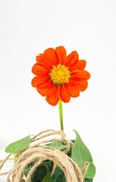 zínia flor - flower single flower orange gerbera daisy - fotografias e filmes do acervo