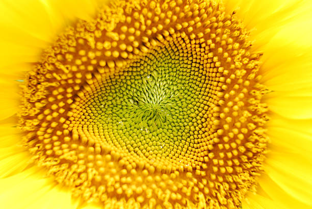 Magnified sunflower shot stock photo