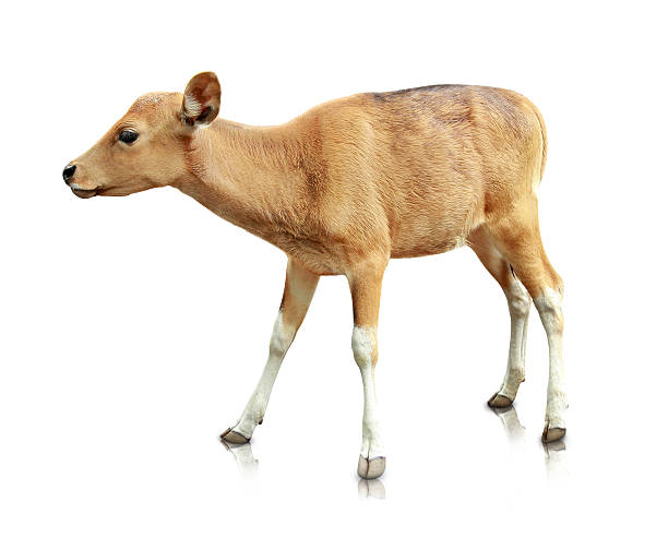istock baby brown banteng isolated on white background 469587293