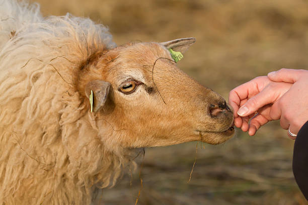 istock brown sheep is smelling a hand 469587641