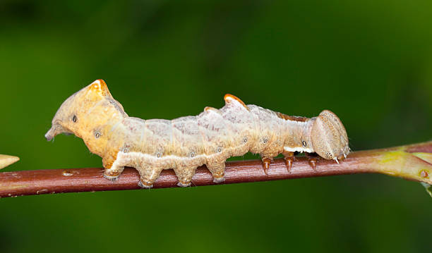istock Large dark prominent larvae, Notodonta torva 469588195