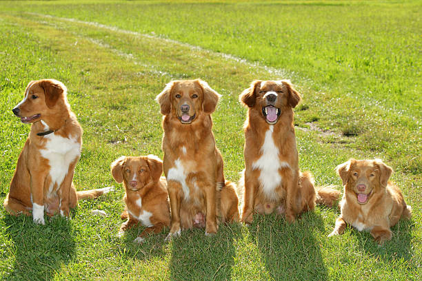 grupo de perros nova scatia pato peaje perro cobrador - group of dogs fotografías e imágenes de stock