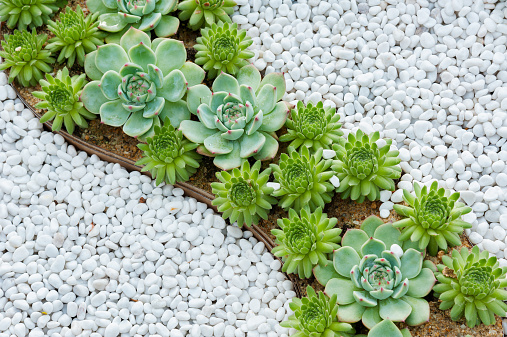 Small plants in pots on wooden background