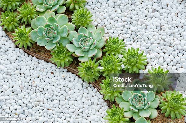 Succulent Plant Stock Photo - Download Image Now - Succulent Plant, Flowerbed, Pebble