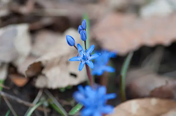blue spring flower