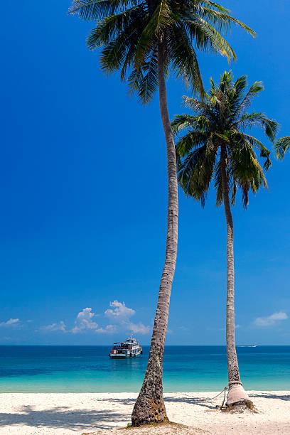 istock Coconut beach in Cow sleep (Wua Ta Lap) Island 469589429