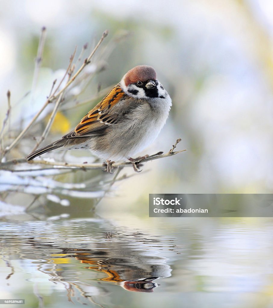 The House Sparrow ( Passer domesticus ). The male of a House Sparrow ( Passer domesticus ) on a twig over a spring flood. Animal Stock Photo