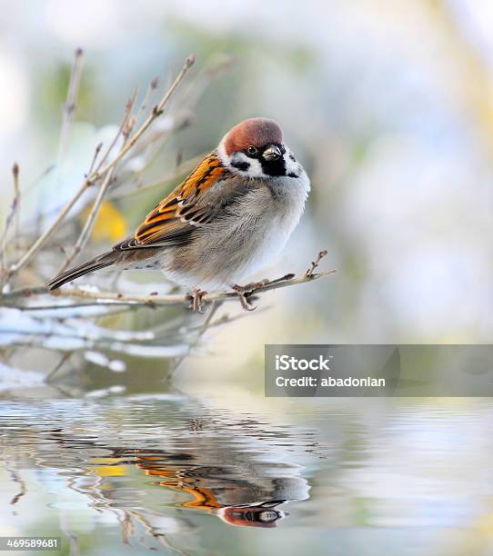 The House Sparrow Stock Photo - Download Image Now - Animal, Animal Wildlife, Animals In The Wild