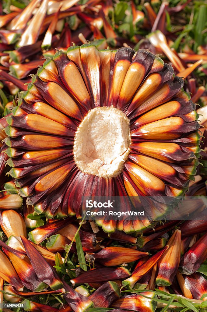 Araucaria pine nuts Araucaria pine nuts on the grass. Pine Nut Stock Photo