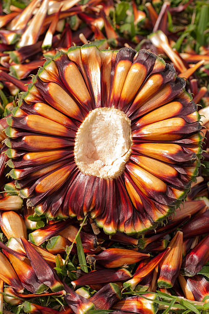 Araucaria pine nuts Araucaria pine nuts on the grass. pine nut stock pictures, royalty-free photos & images