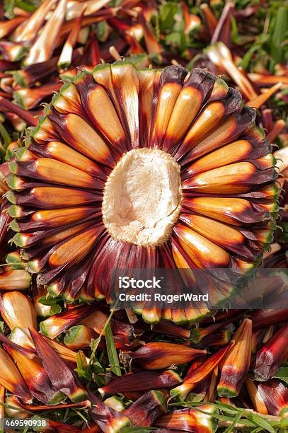 Araucaria Pine Nuts Stock Photo - Download Image Now - Pine Nut, Pine Cone, Coniferous Tree