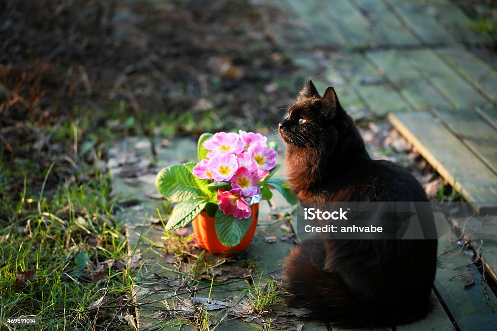 Black cat sits by a flower pot Black cat sits by a saintpaulia flower pot in a spring afternoonBlack cat sits by a saintpaulia flower pot in a spring afternoon 2015 Stock Photo