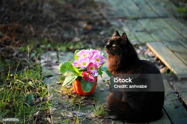 Black Cat Sits By A Flower Pot Stock Photo - Download Image Now - 2015, African Culture, African Violet