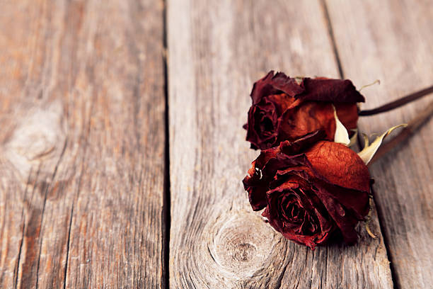 istock Dried roses on grey wooden background 469591110