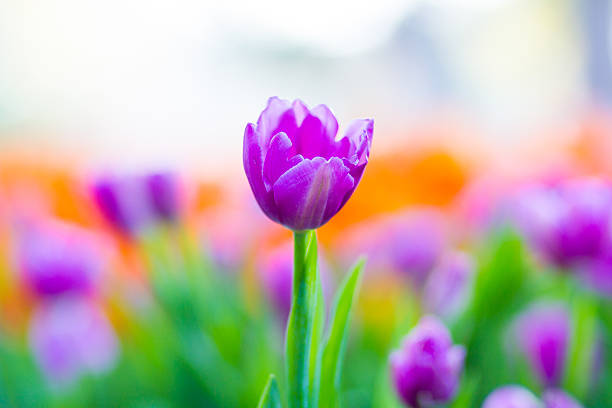 istock Purple tulip in garden 469592197