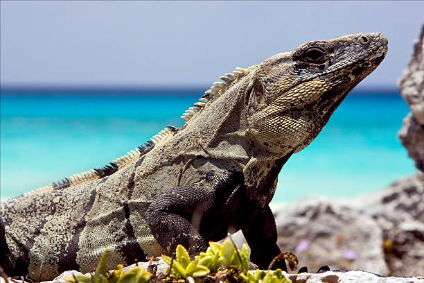 side of Varanus   sand mexico tulum