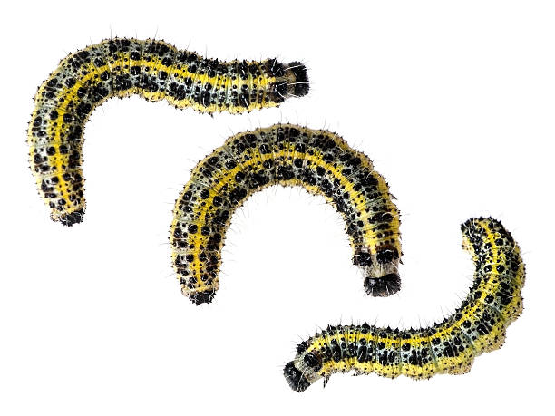 istock Caterpillar of Large cabbage white butterfly - Pieris brassicae 469593095