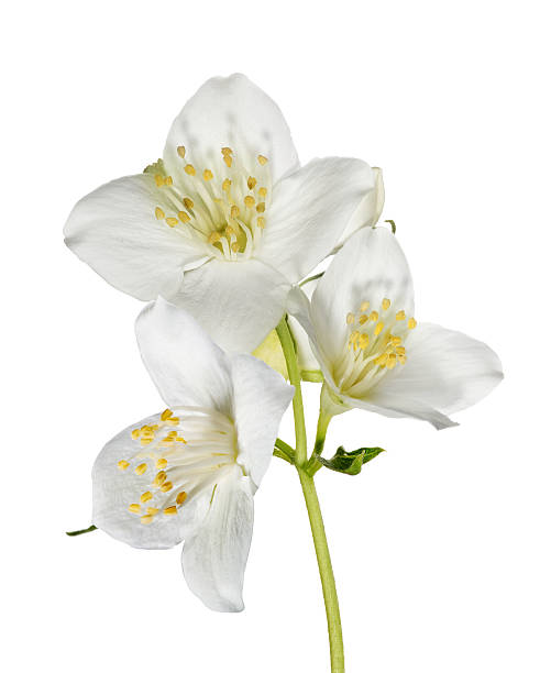 istock three white jasmin flowers on branch 469594111
