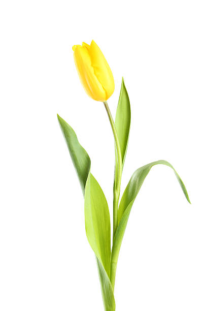istock Yellow tulip on white background 469594754