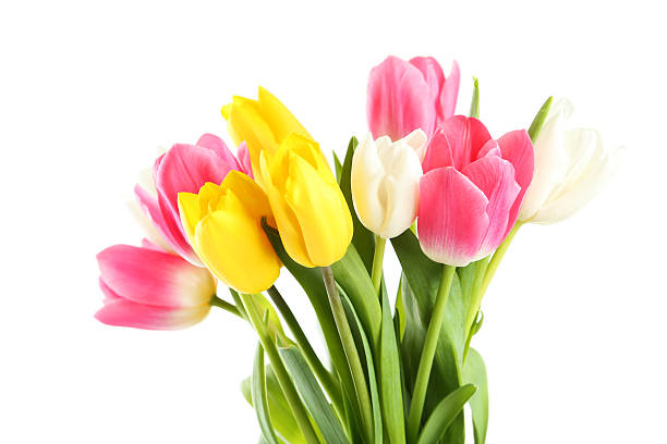 istock Beautiful tulips on white background 469594764